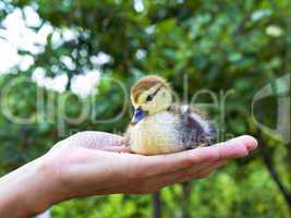 little duckling in a man's hand