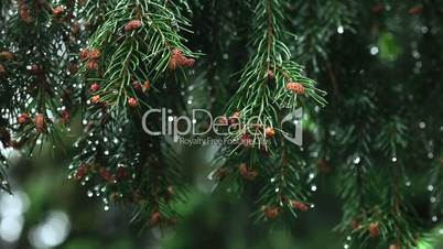 Wet spruce twig