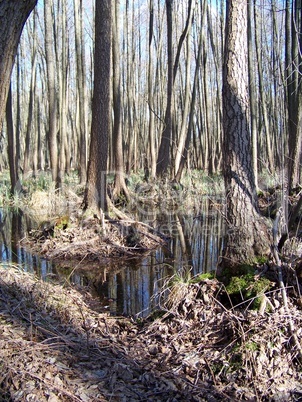 Wald im Feuchtgebiet