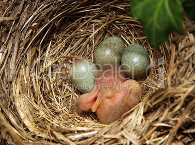 blackbird nest