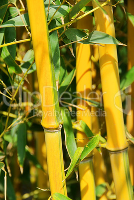 Bambus - bamboo 46