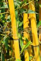 Bambus - bamboo 46