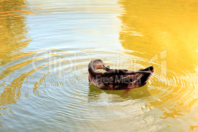 Wild duck in the water.
