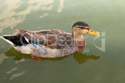 Wild duck in the water.