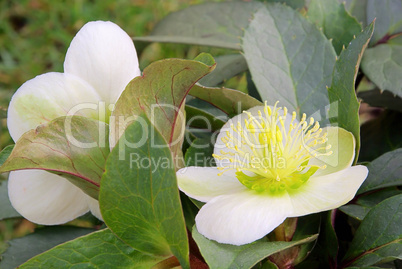 Christrose  - Hellebore 02