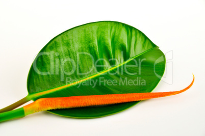 Rubber tree leaf. Macro.