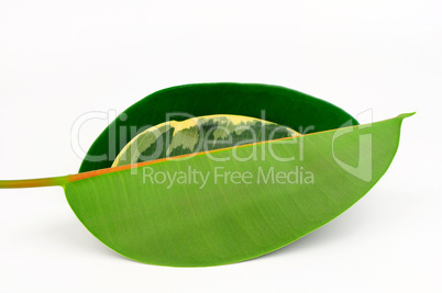 Three rubber tree leaves.