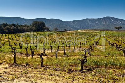 Vineyards in the foothills.