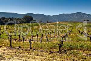 Vineyards in the foothills.