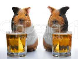 guinea-pig and beer