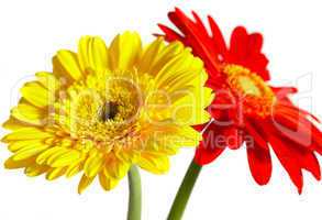Red and yellow flower on a white background