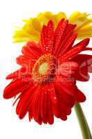 Red and yellow flower on a white background