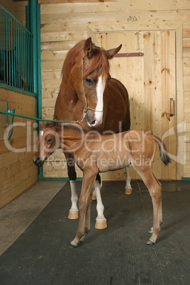 horse with a foal