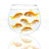 gold small fishes