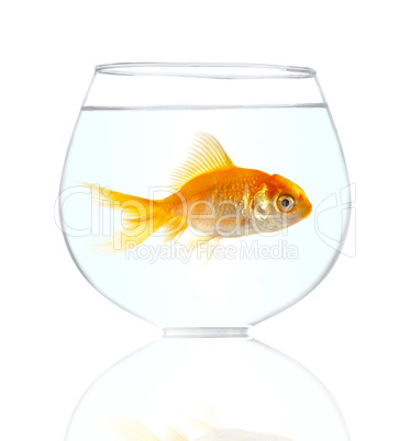 Gold small fish