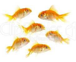 Gold small fishs