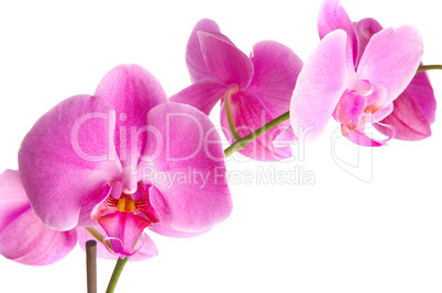 pink orchid