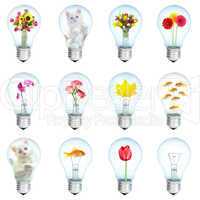 Twelve electric bulbs