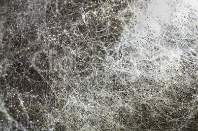 Photo of a mould close up