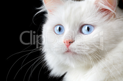 Portrait of a white cat