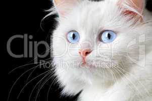 Portrait of a white cat