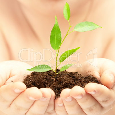 Young plant in hands of the person