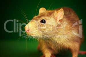Rat on a green background