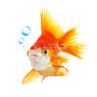 goldfish and bubbles