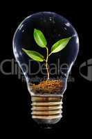 Young sprout in light bulb