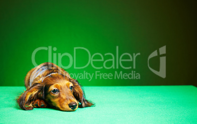 puppy dachshund