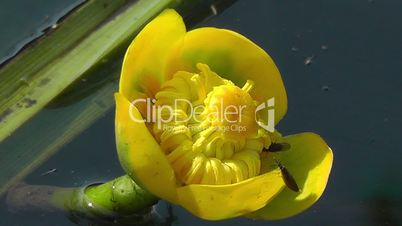 Gelbe Teichrose - Yellow pond lily