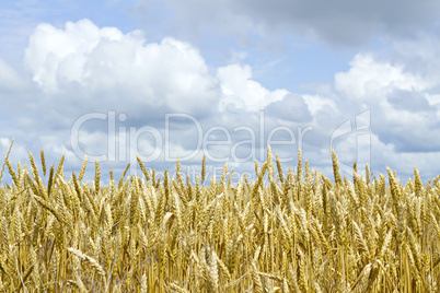 ears of wheat against the sky