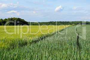 verschiedenfarbige  Getreidefelder