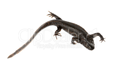 Newt on the white background
