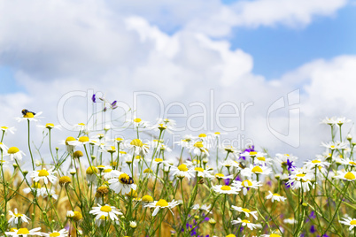 white daisies in the sky