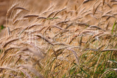 Barley background