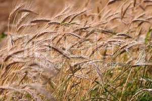 Barley background