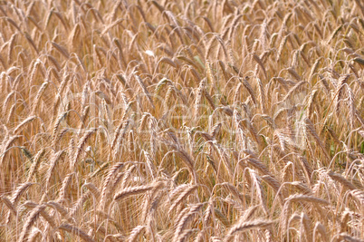 Barley background