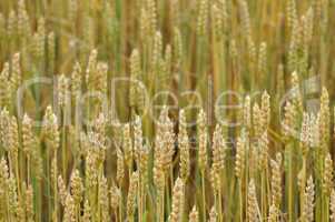 Wheat background