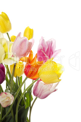 Tulip with water drops