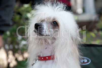 Chinese Crested Dog