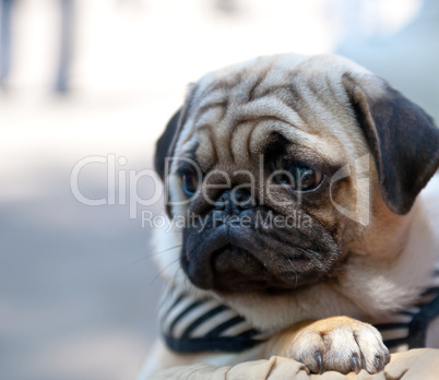 pug dog