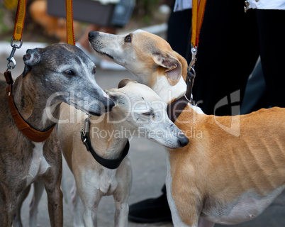 Whippet dog