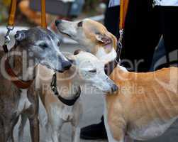 Whippet dog