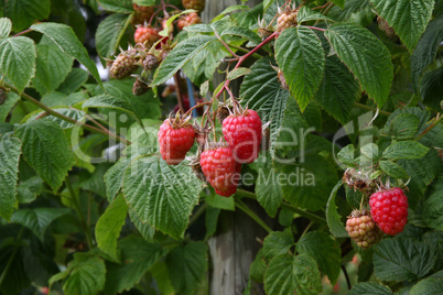 Himbeeren