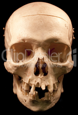 Totenkopf mit Zahnlücke