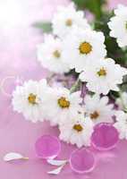 weiße Margeritenblüten / white daisy blossom