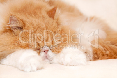 schlafender Kater/ sleeping cat