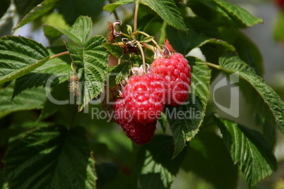 Himbeeren