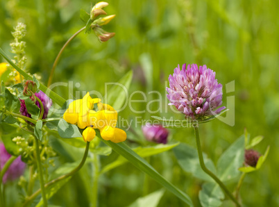 Blumenwiese